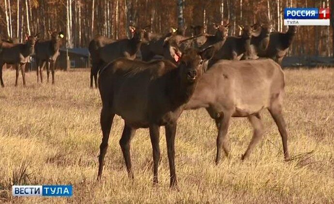 Тульские фермеры взялись за разведение маралов