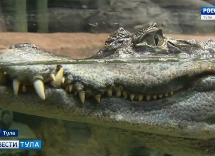 Звери обживают новое здание Тульского экзотариума