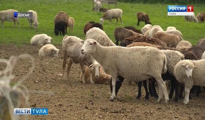 14 начинающих фермеров Тульской области получат гранты