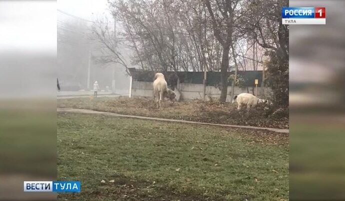 На главной улице Тулы замечен верблюд