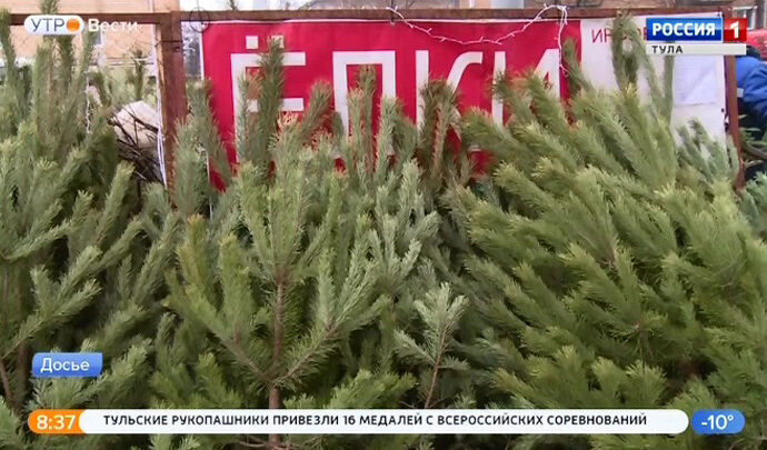Тульский энтомолог развеял слухи о клещах в новогодних елках