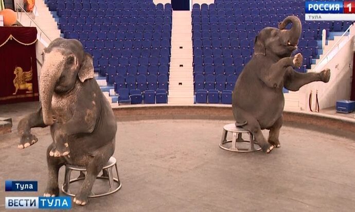 До какого числа нужно успеть на Шоу слонов в Тульском цирке?