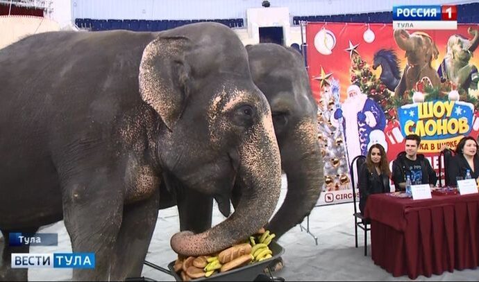 Слоны-полиглоты порадуют туляков
