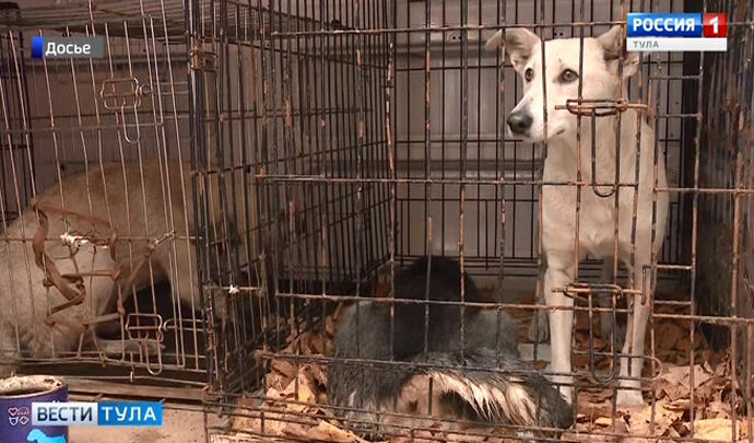 В Туле 40 бездомных собак обрели хозяев