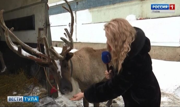 Катать туляков приехали терпеливые северные олени