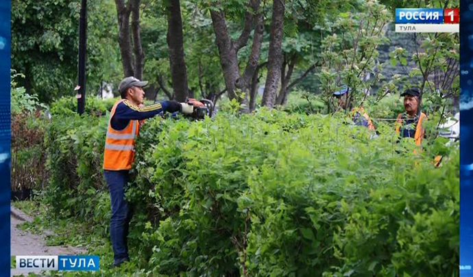 В Туле сегодня  высадят 800 декоративных кустарников