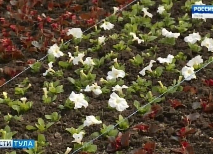С каждым днём в Туле прибавляется цветов
