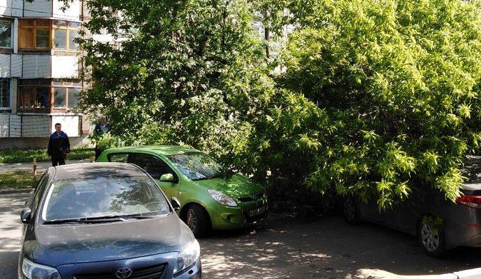 В Туле упавшее дерево накрыло несколько машин