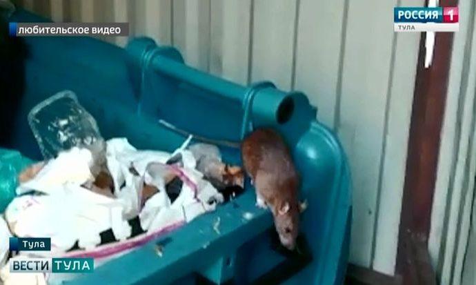 Крысы не испугались того, что их показали по телевизору