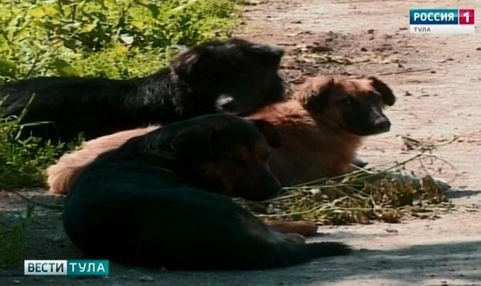 В Донском собаки напали на шестилетнюю девочку