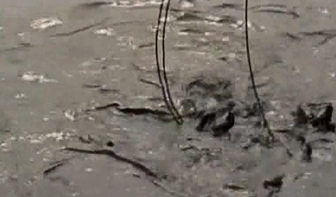 Рыбаку из Дубны грозит уголовное наказание
