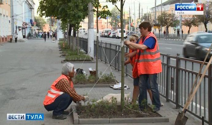 В центре Тулы засохшие деревья начали менять на молодые
