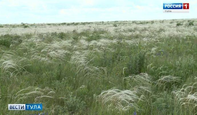 На Куликовом поле зацвёл ковыль