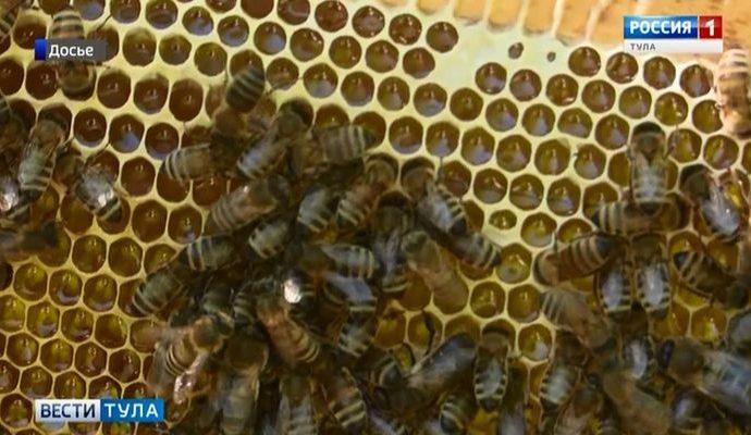 В Тульской области массово гибнут пчёлы
