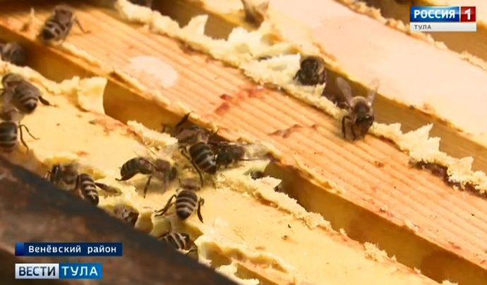 В Минсельхозе прокомментировали массовую гибель пчёл в регионах