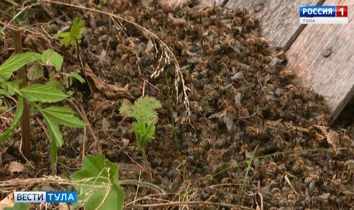 Кто ответит за гибель пчёл в Тульской области?
