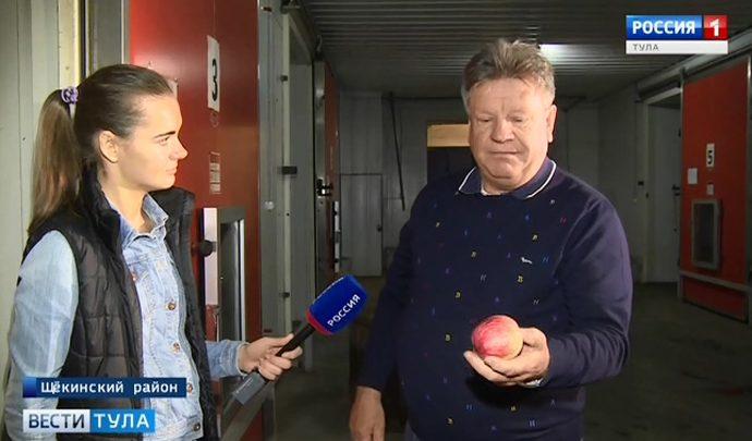 Почем яблоки? Корреспондент тульских «Вестей» узнала закупочную цену