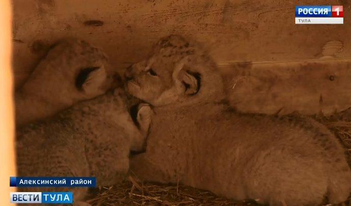 В Тульской области стало больше львов