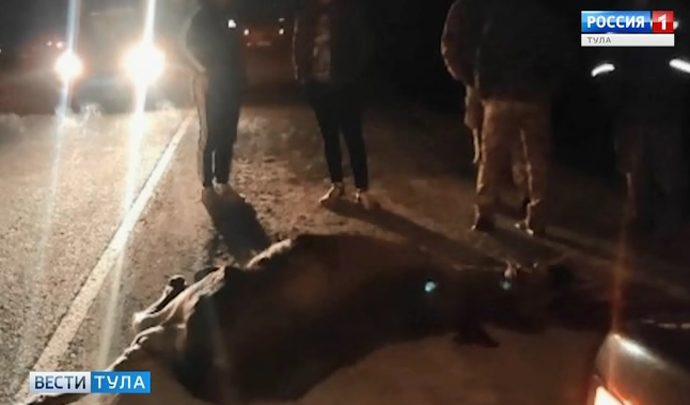 И снова лось. В Тульской области дикие животные бросаются под колеса машин