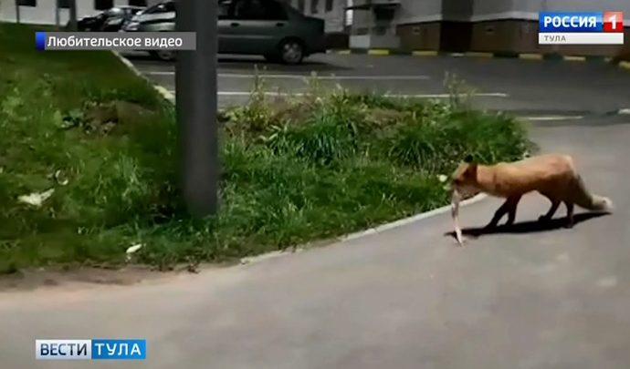 Жители «Петровского квартал» сняли на телефон гостью из леса  (видео)