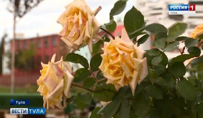 Холод не стал помехой для озеленения Тулы