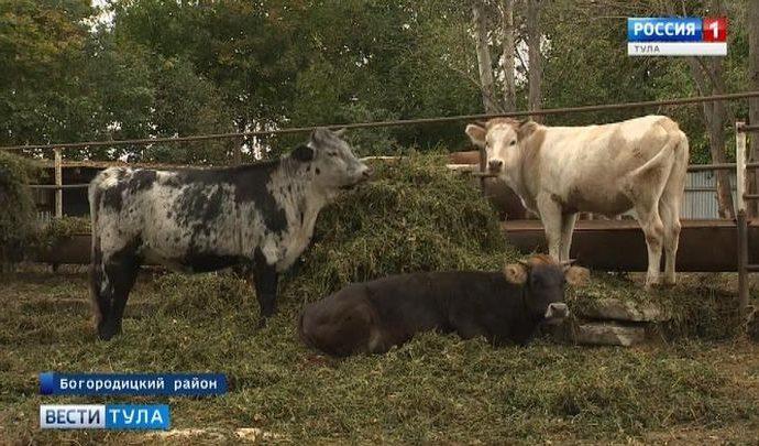 От поля до прилавка. Как реализуют этот принцип тульские фермеры?
