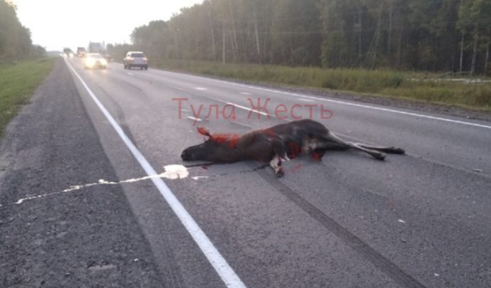 В Тульской области лось неудачно перебежал дорогу