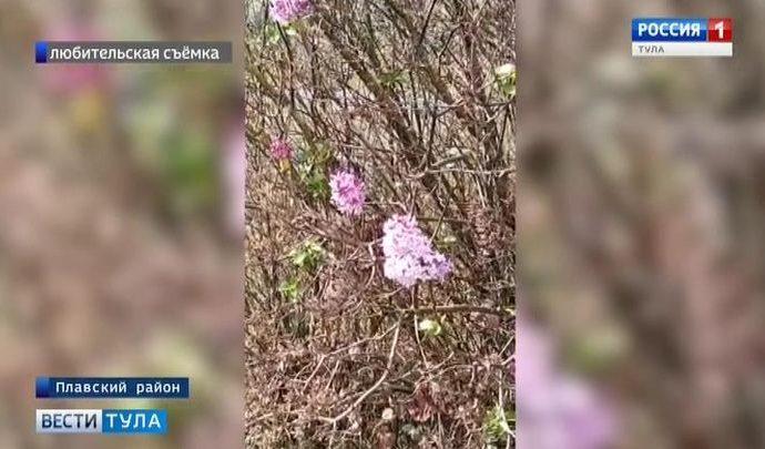 В Плавском районе зацвела сирень
