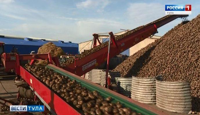 Довольны ли тульские аграрии урожаем картофеля?