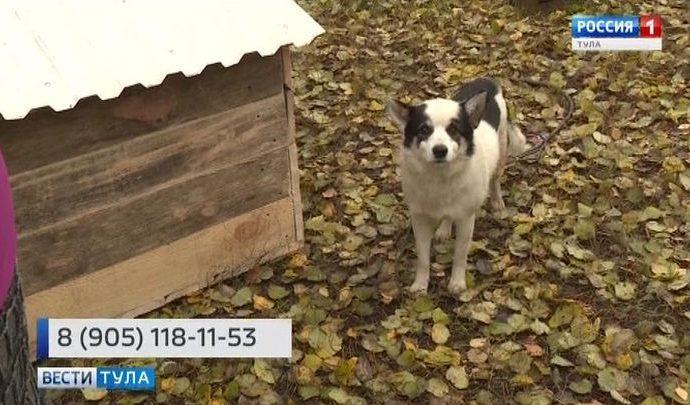 Приюту животных из Донского помогли всем миром