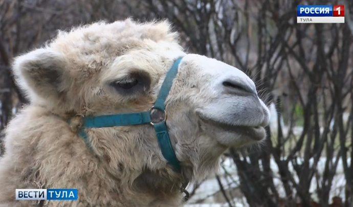 Вести Тула. Эфир от 13.11.2019 (20.45)