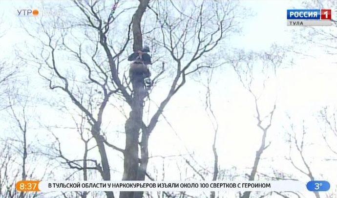 На Всехсвятском кладбище удаляют аварийные деревья