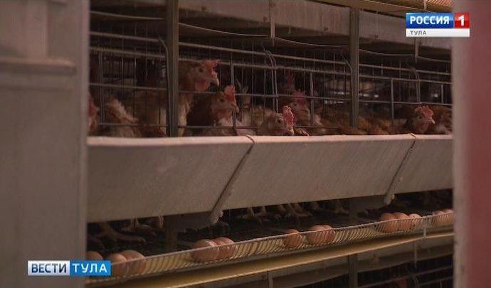В Туле обсудили деятельность птицефабрик