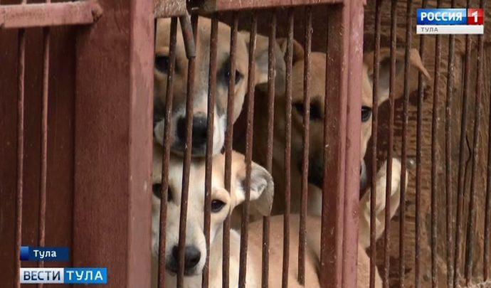 Бездомных животных поместят в будки по размеру