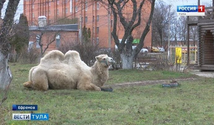 Жителей Ефремова удивил пасущийся на лужайке верблюд