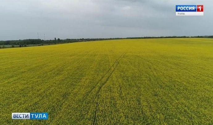 В Ефремовском районе ввели карантин по повилике