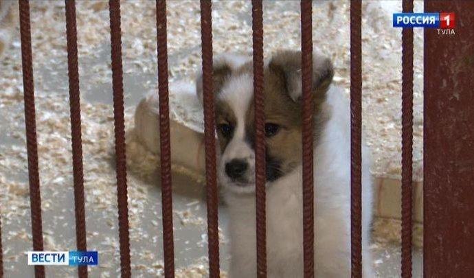 Приюту бездомных собак нужна помощь