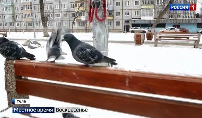 Вести Тула. Местное время. Воскресенье. 26.01.2020