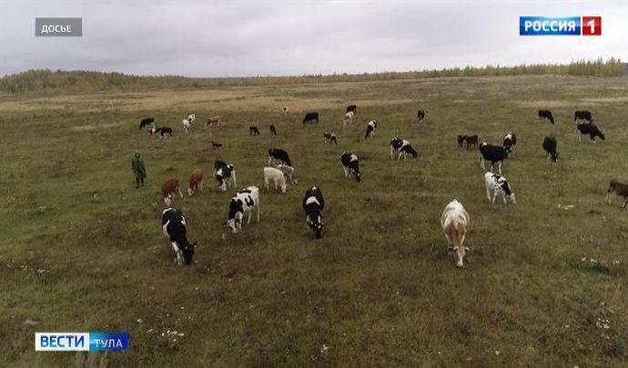 В Тульской области зафиксирована вспышка бруцеллеза
