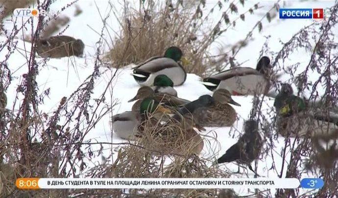 В Туле пересчитали зимующих птиц