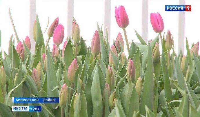 В Киреевском районе распустились первые тюльпаны