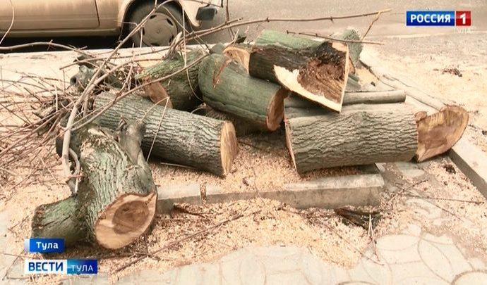 В Туле вместо спиленных деревьев не посадят новые