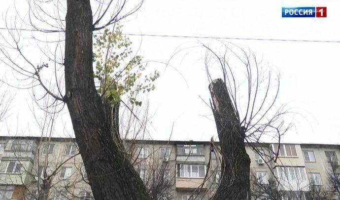 В городе Щёкино спилят 36 деревьев