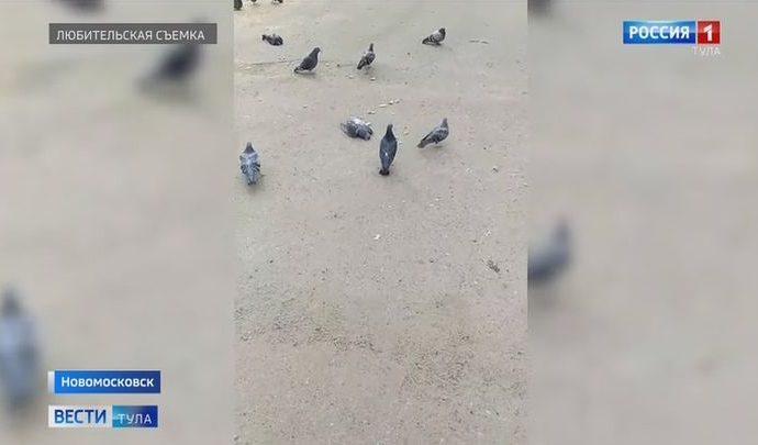 В Новомосковске массово гибнут голуби?