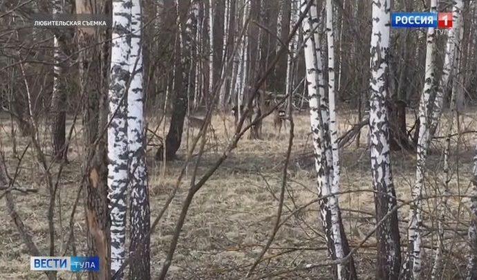 В Алексинском районе местным жителям удалось увидеть семейство косуль (ВИДЕО)