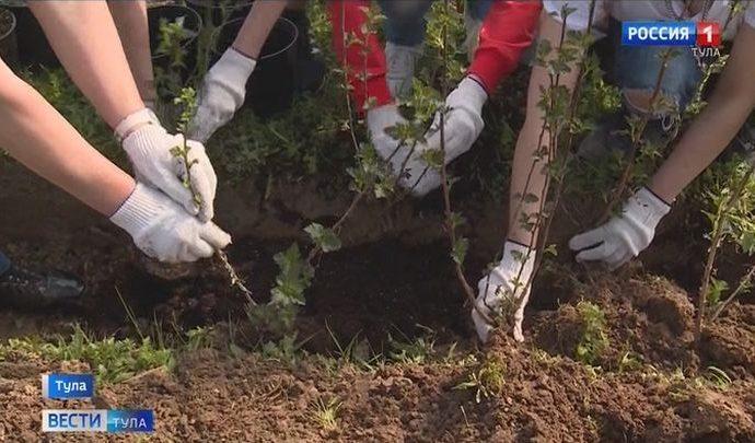 В Туле продолжаются работы по благоустройству и озеленению