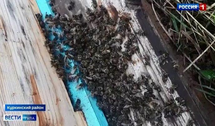Хозяин ясногорской пасеки подал в суд на агрария за гибель пчёл