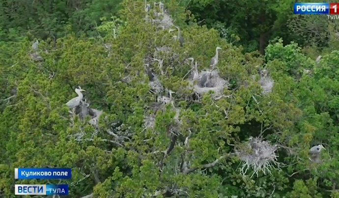 При помощи дрона на Куликовом поле посчитали цапель