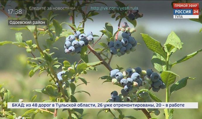 Россия 24 Тула. Эфир от 30.07.2020