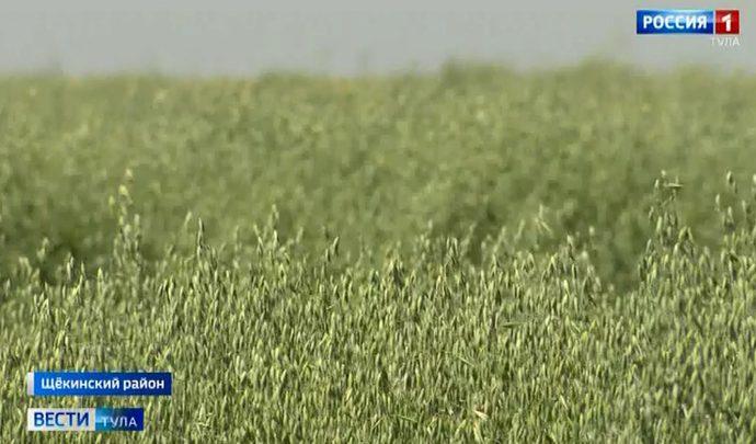 Щёкинские аграрии завершили посевную